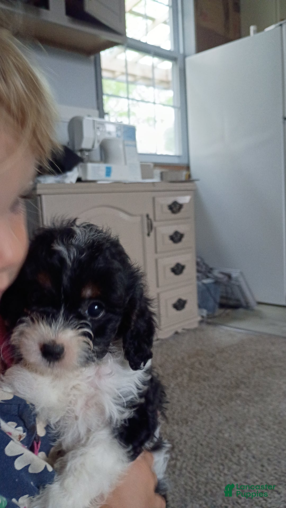 Cavapoo dogs for sale: Sasha - Ad 12