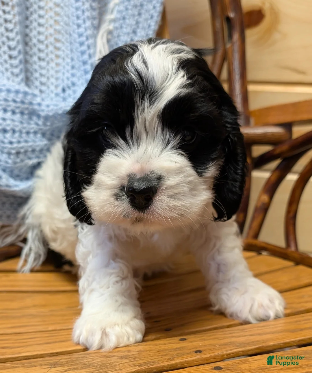 Cockapoo dogs for sale: Panda - Ad 4