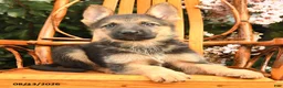 German Shepherd dogs for sale: Luna  - Ad 3