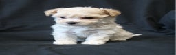 Bichpoo dogs for sale: Bernie - Ad 5
