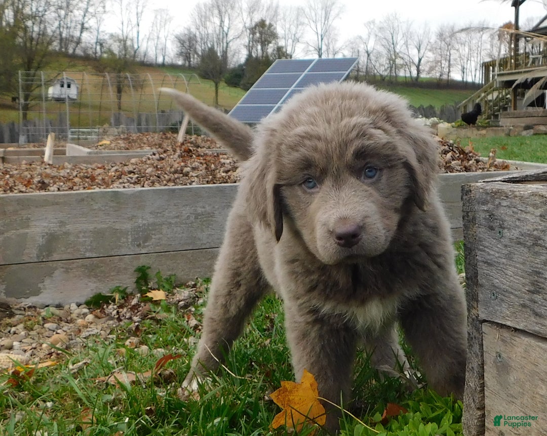 Newfoundland dogs for sale: Janie - Ad 2