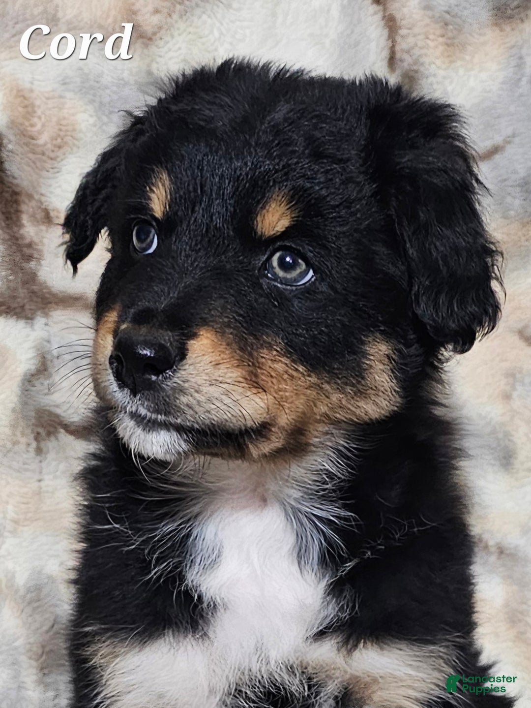 Australian Shepherd dogs for sale: CORD  - Ad 6