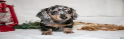 Miniature Dachshund dogs for sale: Freckles - Ad 2