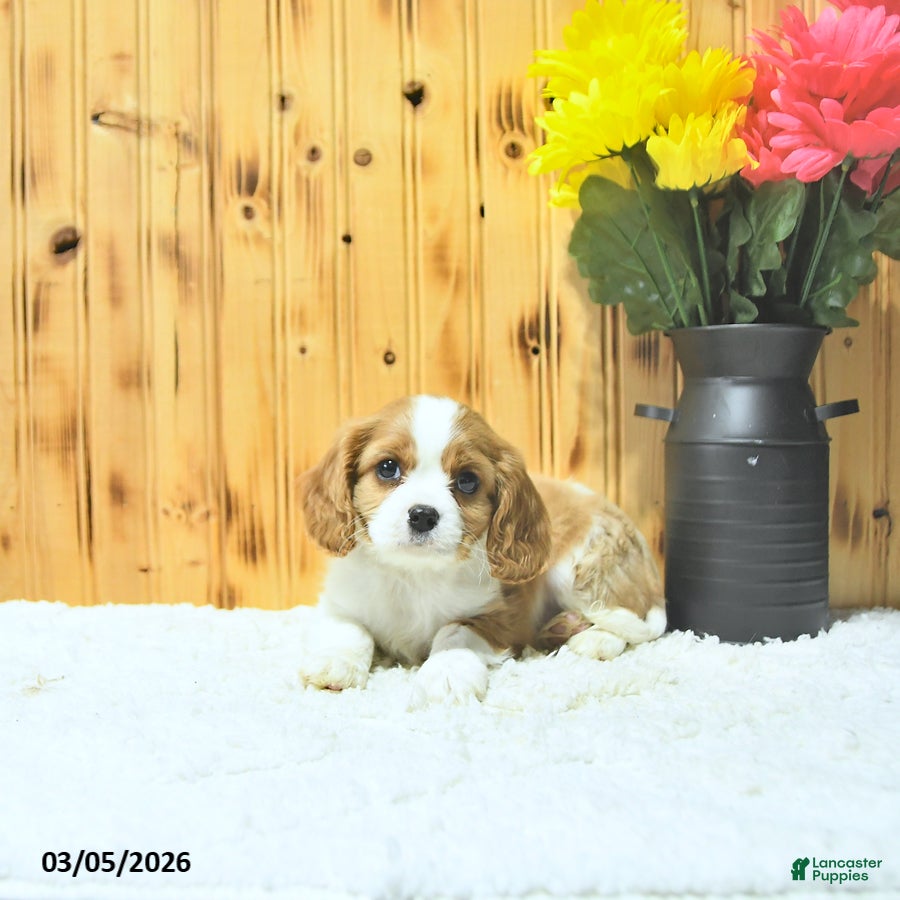 Cavalier King Charles Spaniel dogs Oliver - Ad 2