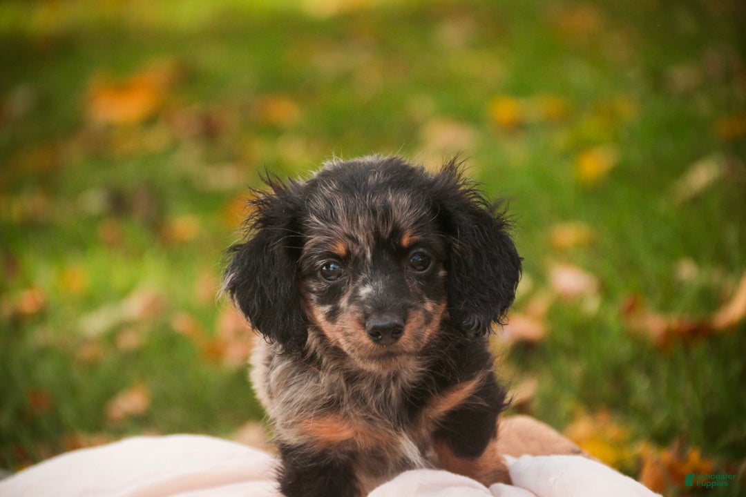 Miniature Dachshund dogs Blue Miniature Dachshund  - Ad 2