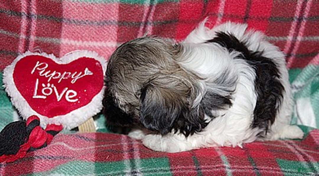 Havanese dogs for sale: Havanese Puppy 2 - Ad 2