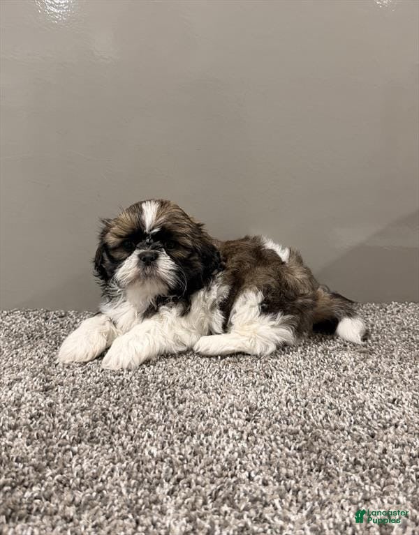 Shih Tzu dogs for sale: Jake - Ad 34