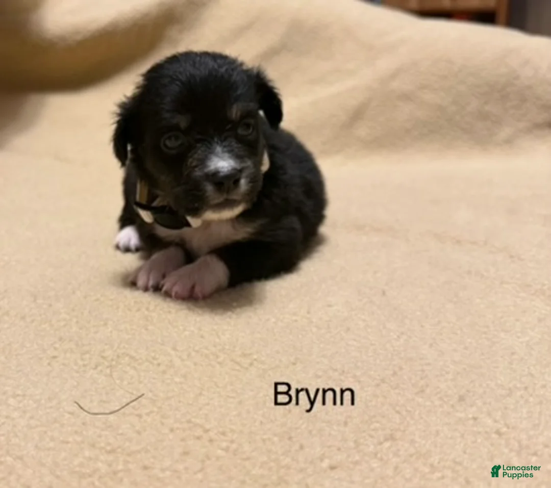 Miniature Australian Shepherd dogs for sale: Brynn - Ad 1