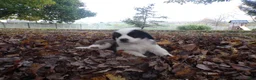 Saint Bernard dogs for sale: Lucy - Ad 2