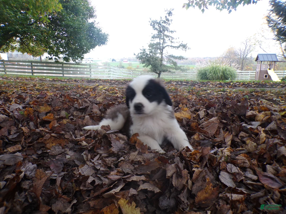 Saint Bernard dogs for sale: Lucy - Ad 2
