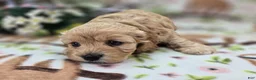 Cockapoo dogs for sale: Knotty - Ad 15