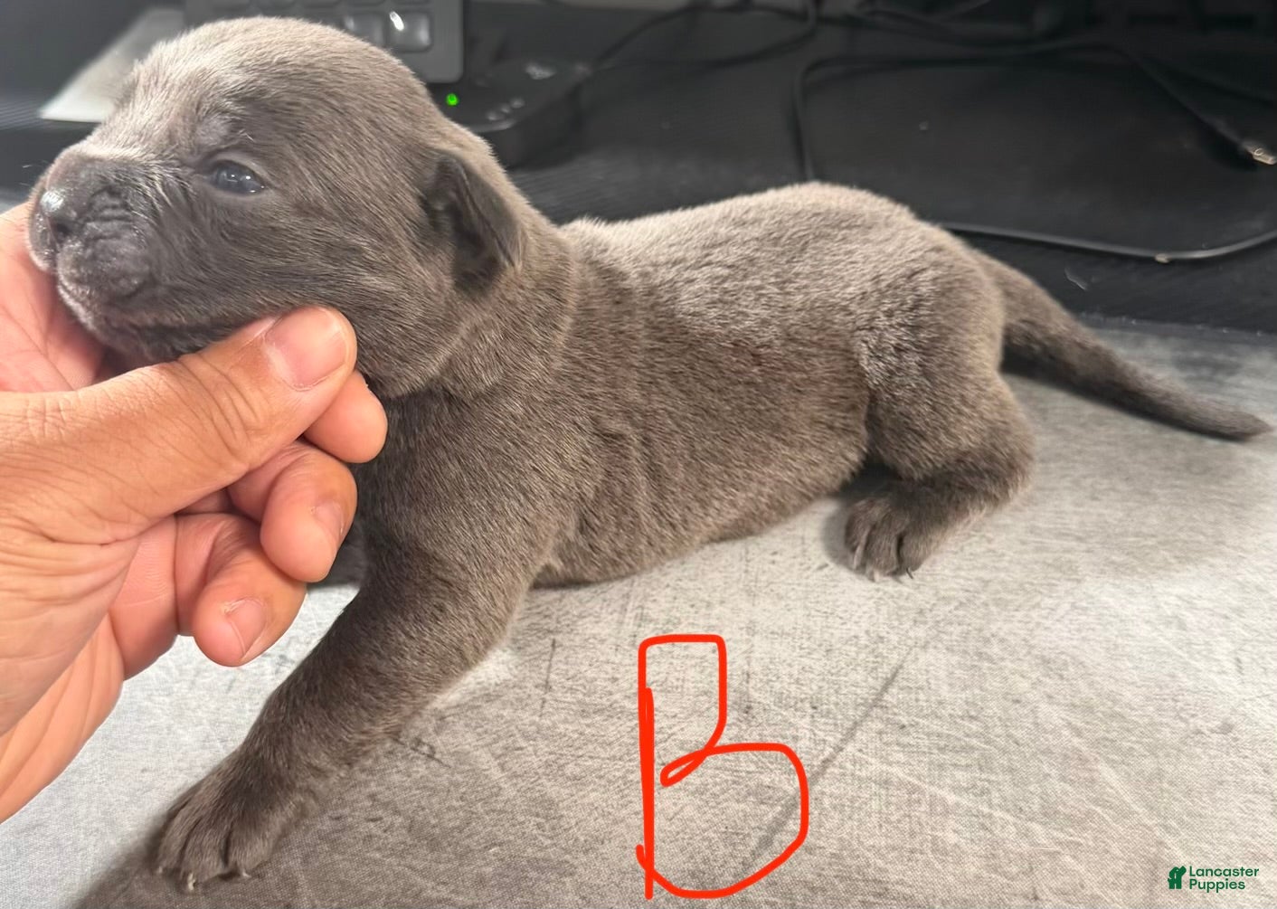 Cane Corso dogs Blu - Ad 2