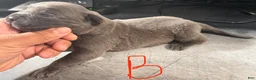 Cane Corso dogs for sale: Blu - Ad 2