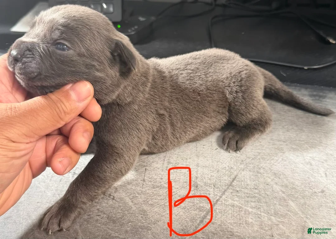 Cane Corso dogs for sale: Blu - Ad 2