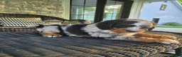 Mini Bernedoodle dogs for sale: Mini Bernedoodle Puppy 1 - Ad 7