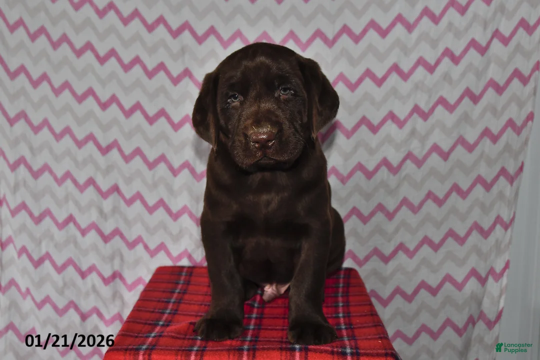 Labrador Retriever dogs for sale: Toby - Ad 2