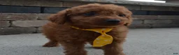 Mini Goldendoodle dogs for sale: Mini Gordon - Ad 9