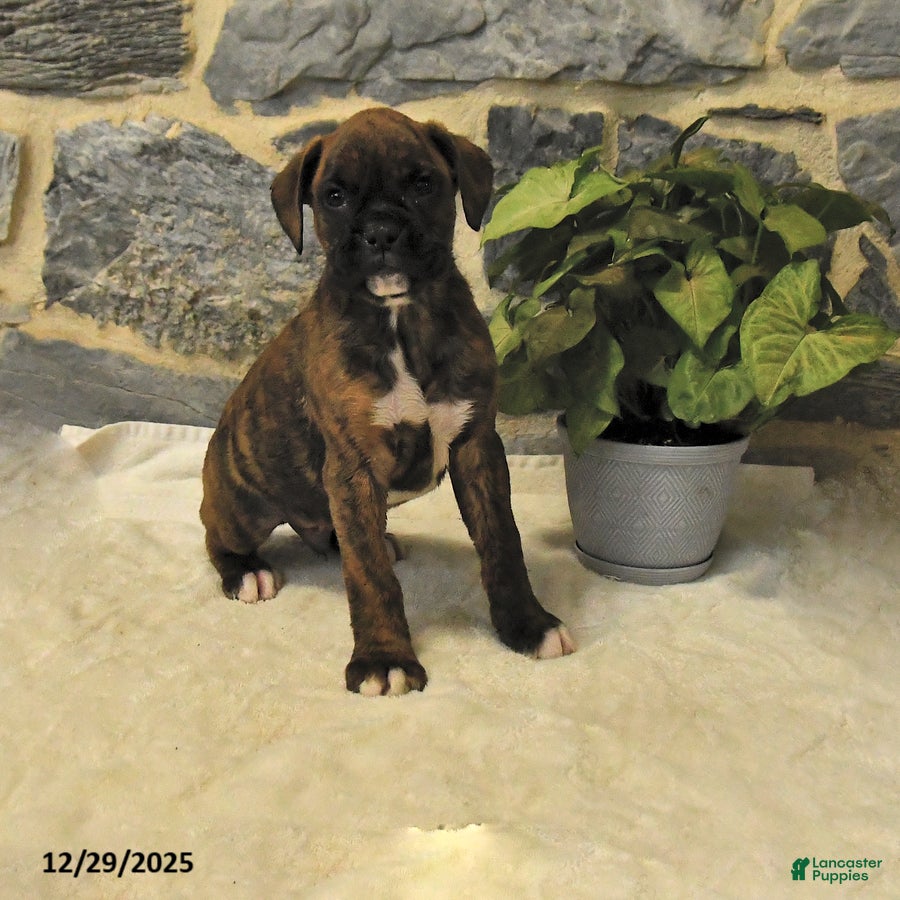 Boxer dogs Chance - Ad 38