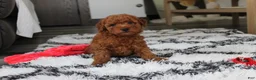Bichpoo dogs for sale: Jerry - Ad 5