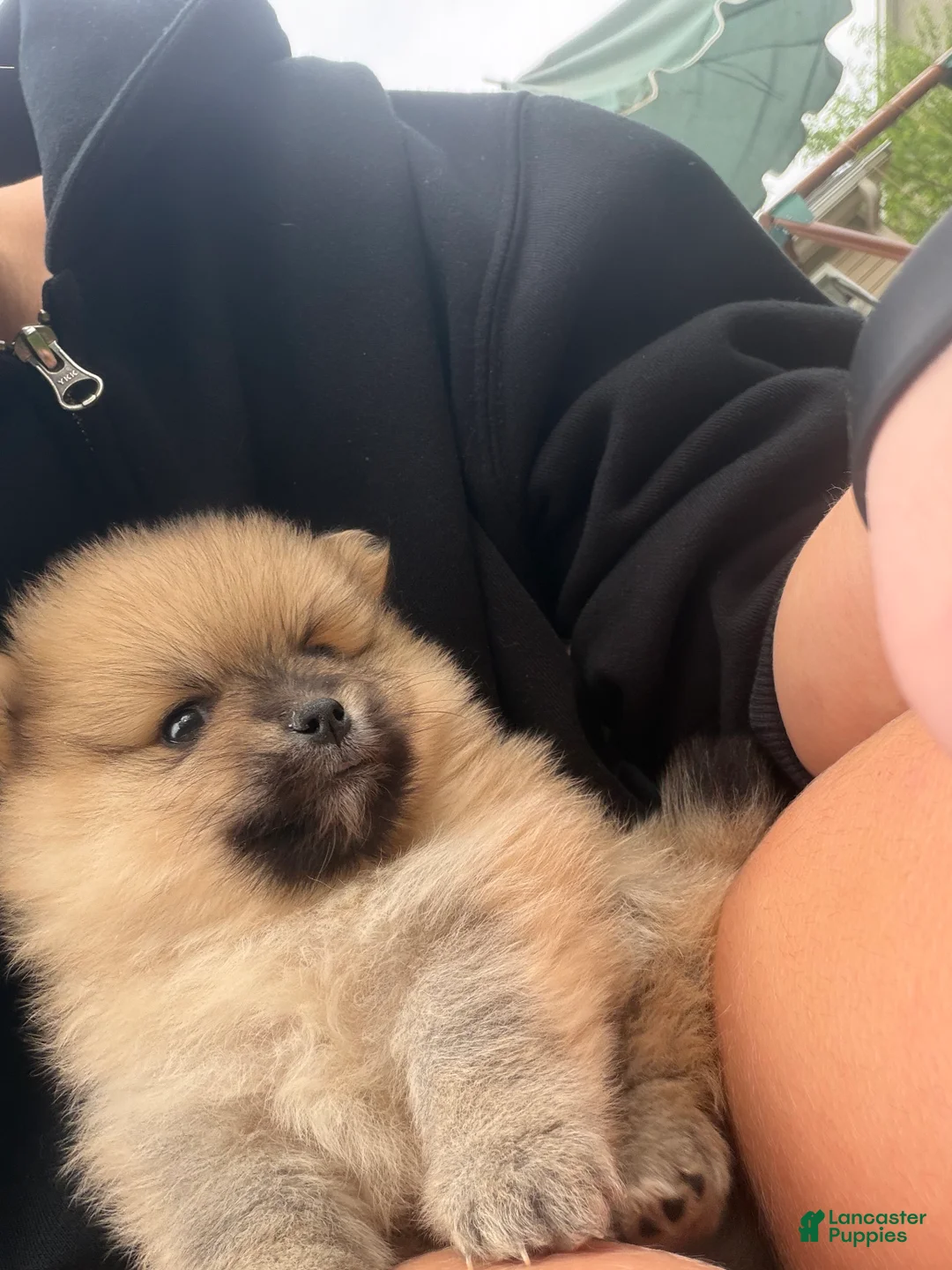 Pomeranian dogs for sale: Pomeranian Puppy 3  - Ad 2