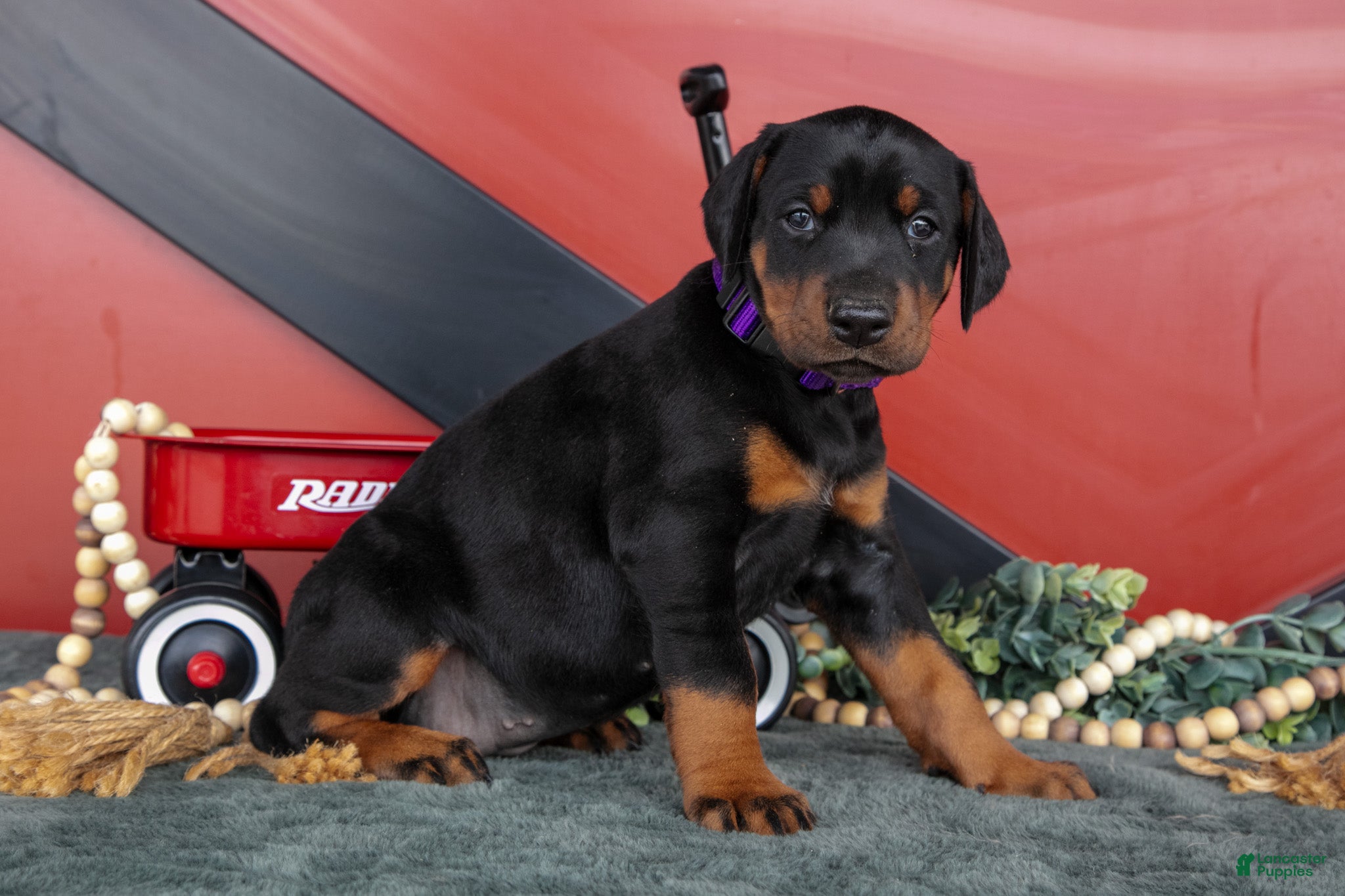 Doberman Pinscher dogs Rachel - Ad 1