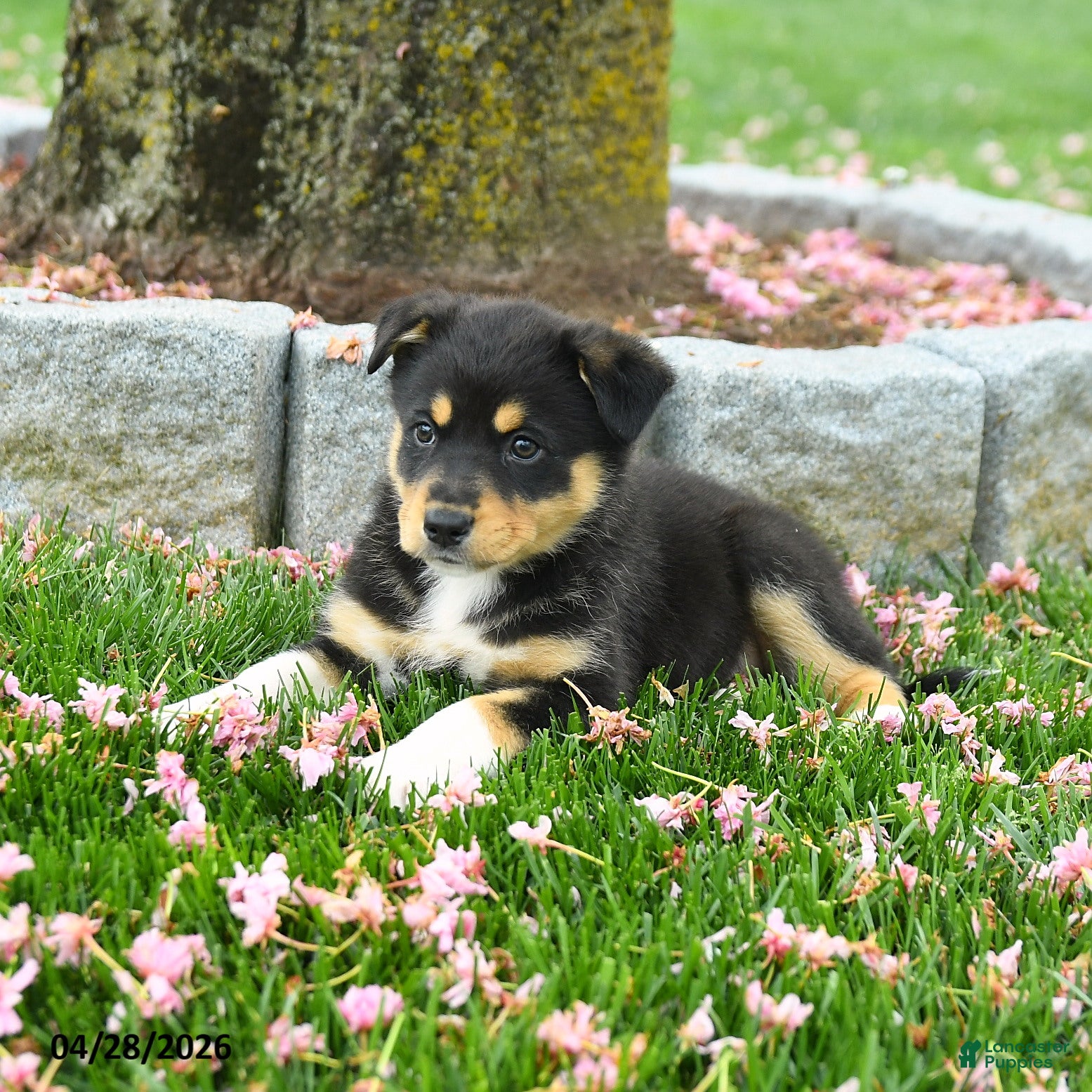 Australian Shepherd dogs Felicia - Ad 2