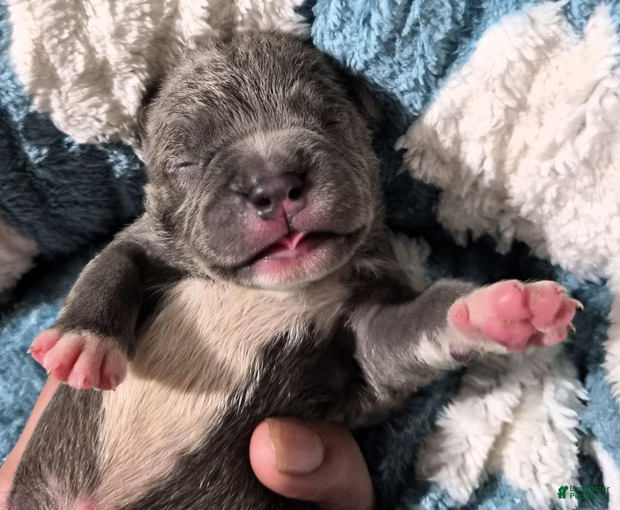 American Bully dogs NEW BLUE & WHITE UKC REGISTERED PUPZ - Ad 37