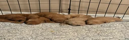 Goldendoodle dogs for sale: Goldendoodle purple collar  - Ad 8
