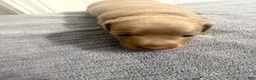 Miniature Dachshund dogs for sale: Miniature Dachshund 1 - Ad 5