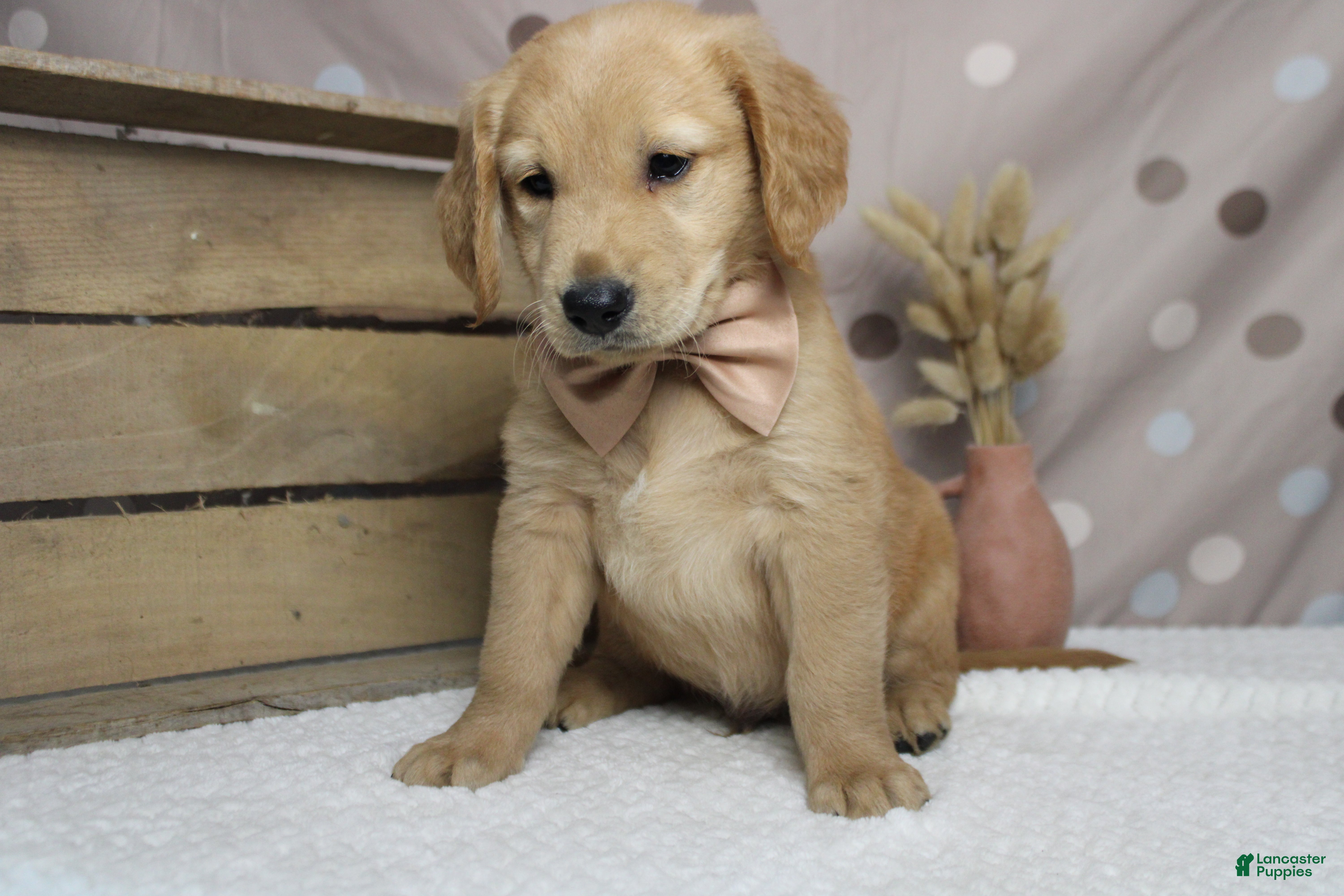 Golden Retriever dogs Brioche  - Ad 8