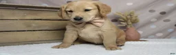 Golden Retriever dogs for sale: Brioche  - Ad 1