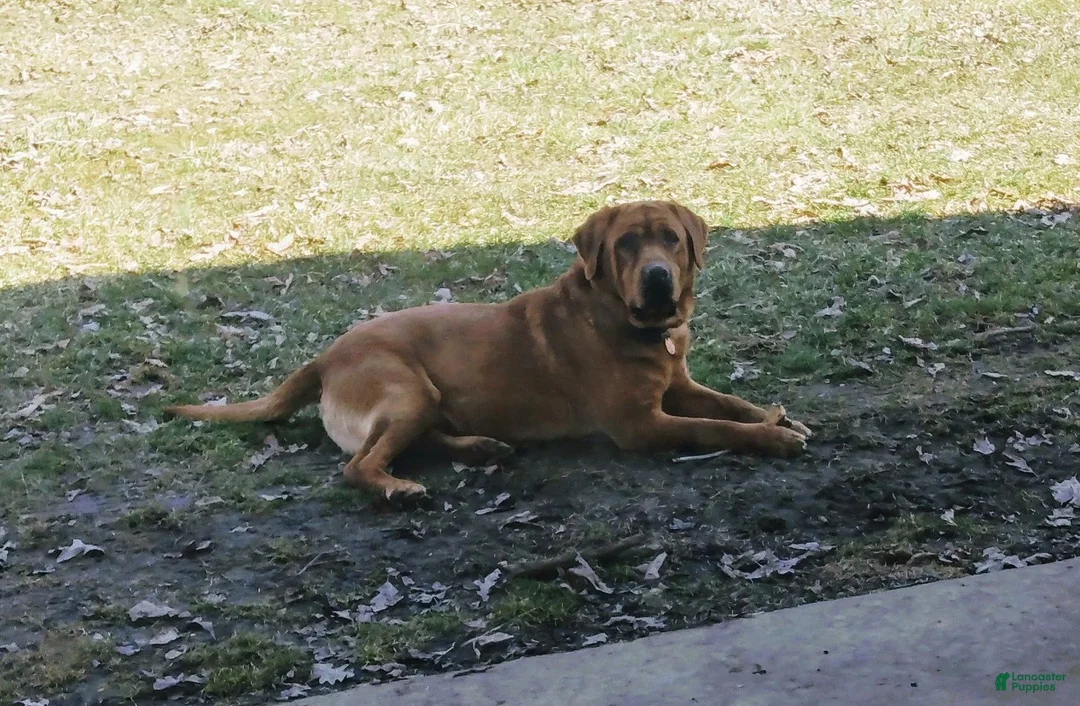 Labrador Retriever dogs for sale: Cole - Ad 5