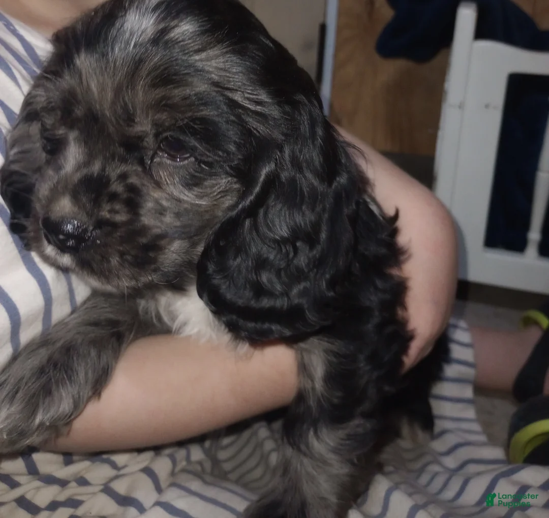 Cocker Spaniel dogs for sale: Tucker - Ad 1