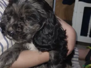 Cocker Spaniel dogs for sale: Tucker - Ad 1