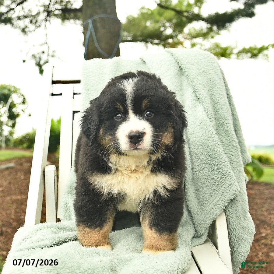 Mixed Breed dogs Ruby  - Ad 2