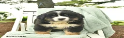 Mixed Breed dogs for sale: Ruby  - Ad 2