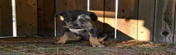 Catahoula Leopard Dog dogs for sale: Gypsie 2026 Male 2 - Ad 7
