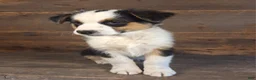 Australian Shepherd dogs for sale: Ephraim - Ad 3