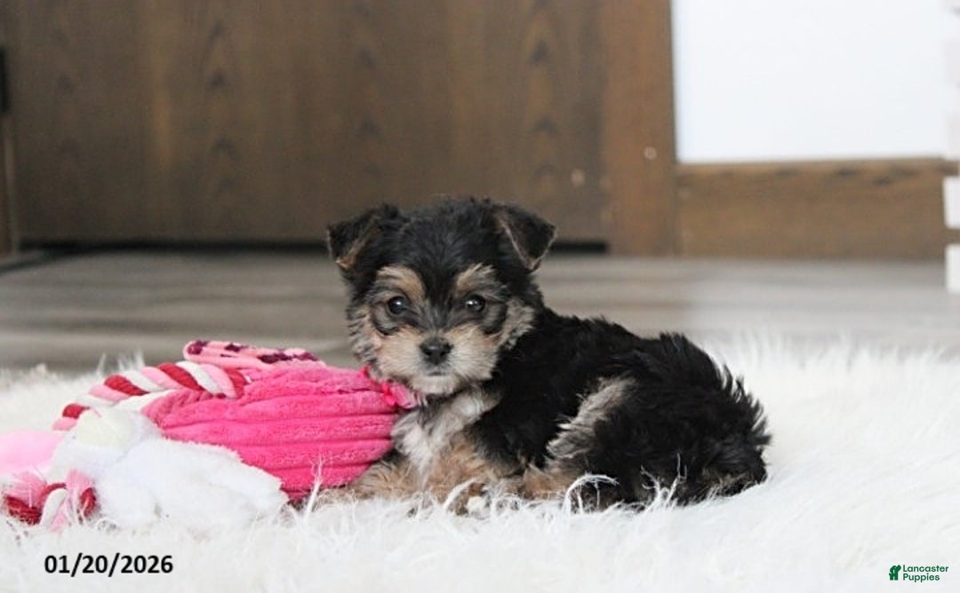 Yochon dogs for sale: Molly - Ad 9