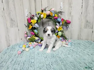 Mini Bernedoodle dogs F1b Gabby - Ad 7