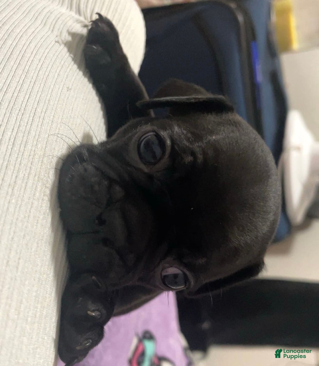 Frug dogs for sale: Male Frug Puppy 2 - Ad 2
