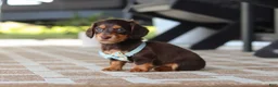 Miniature Dachshund dogs for sale: Warren - Ad 12