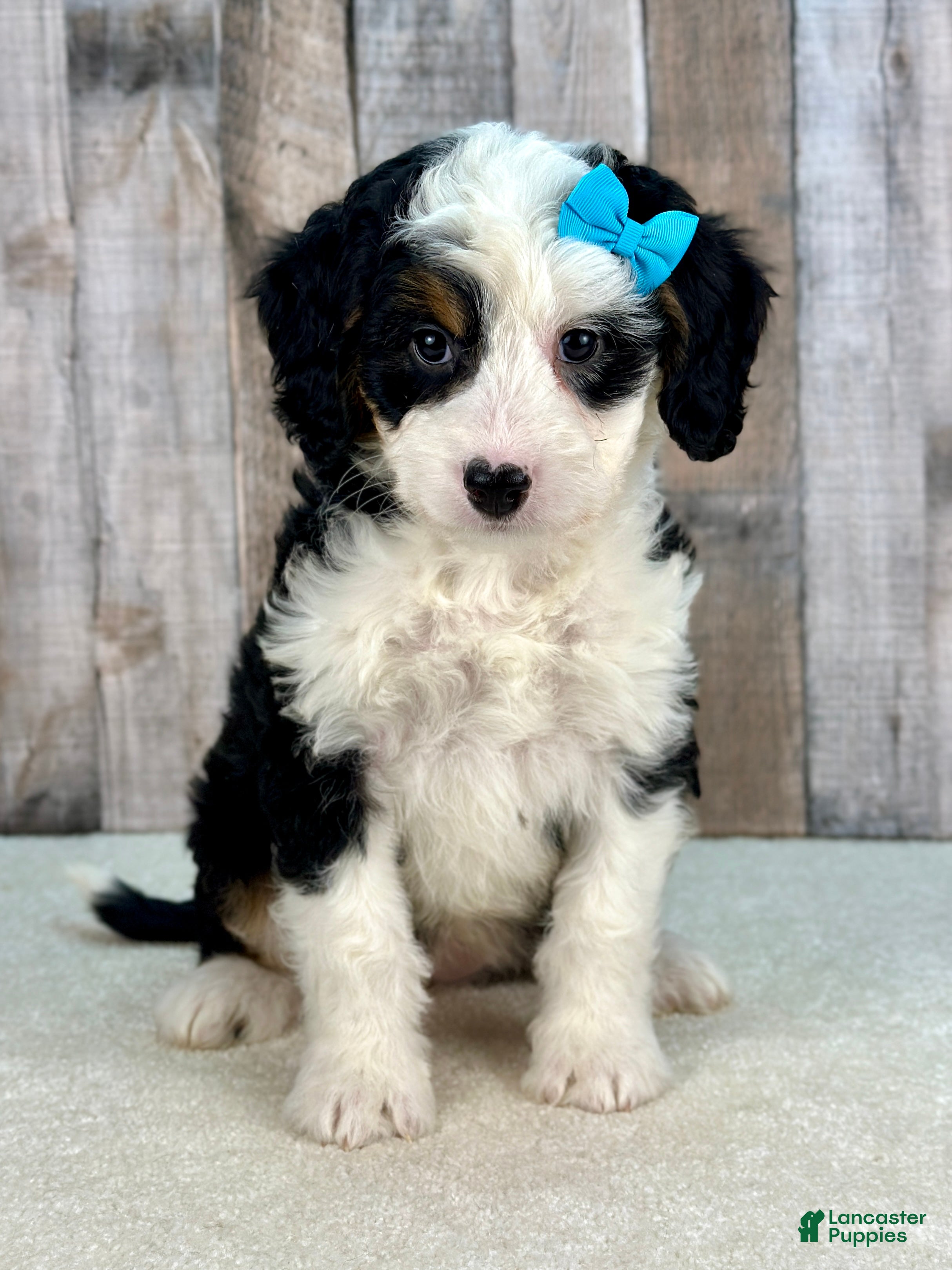 Mini Bernedoodle dogs for sale: Molly - Ad 2