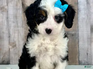 Mini Bernedoodle dogs for sale: Molly - Ad 2