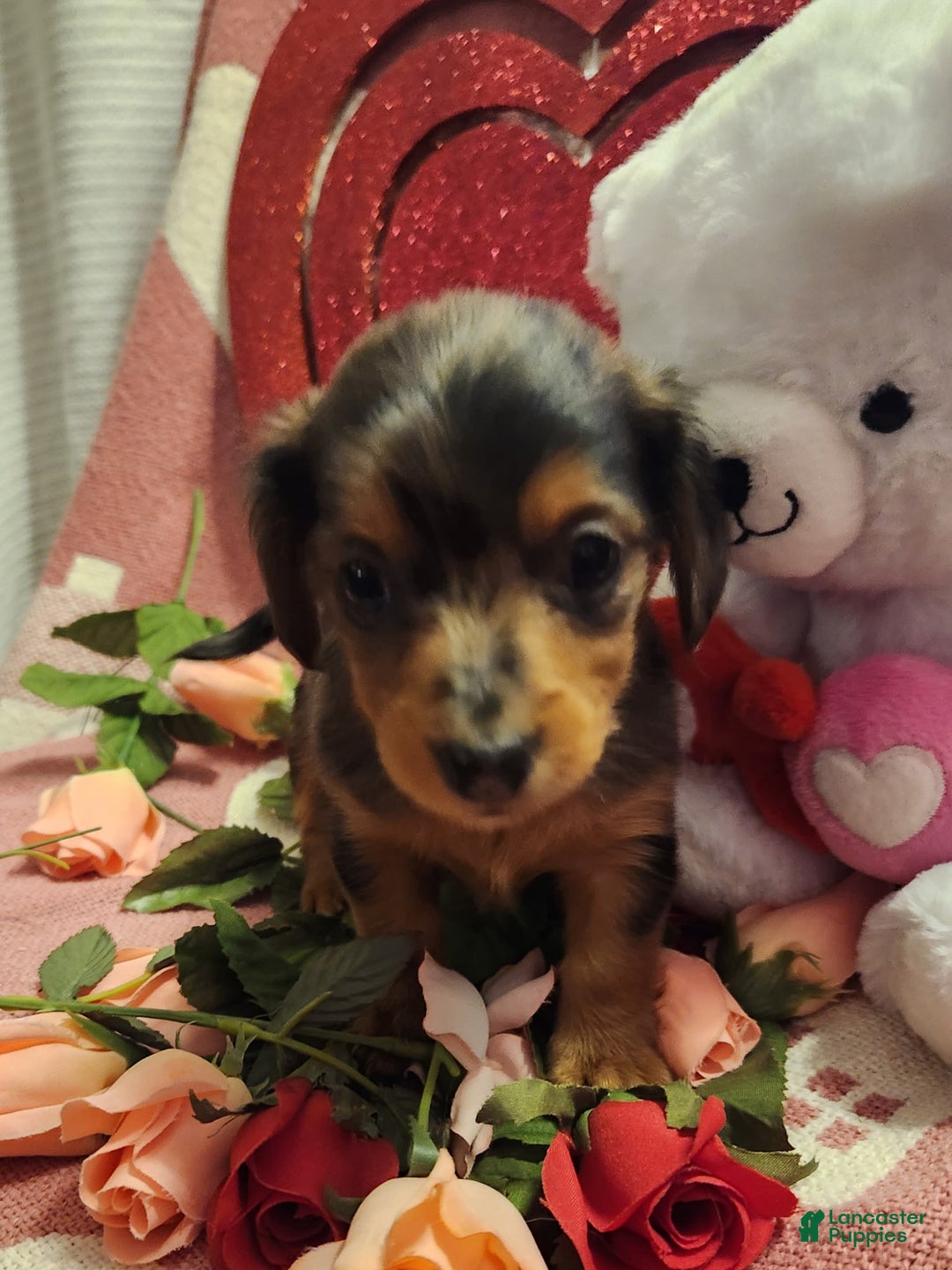 Miniature Dachshund dogs for sale: Miniature Dachshund Puppy 4 - Ad 1