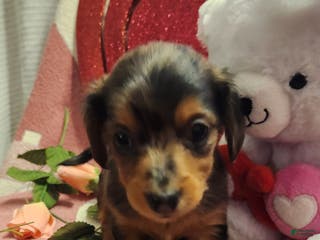 Miniature Dachshund dogs Miniature Dachshund Puppy 4 - Ad 42