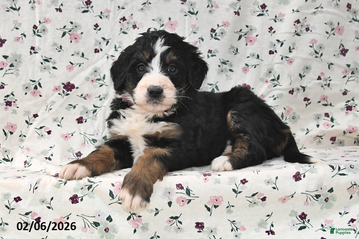 Bernedoodle dogs Kyla - Ad 2