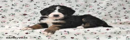 Bernedoodle dogs for sale: Kyla - Ad 2