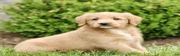 Labradoodle dogs for sale: Starlight  - Ad 3