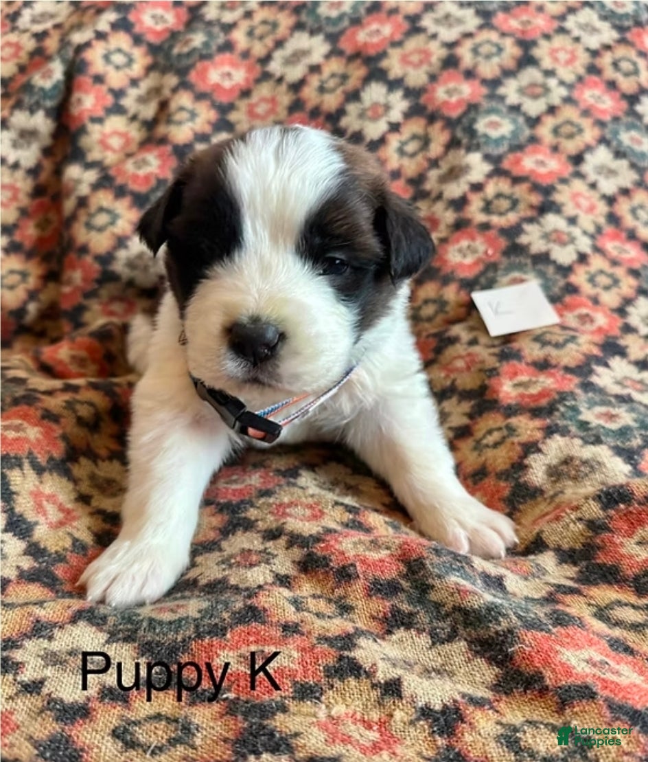 Saint Bernard dogs Saint Bernard Puppy 9 - Ad 39